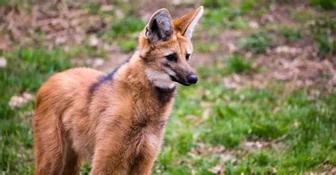 Maned Wolf Behavior - AnimalBehaviorCorner