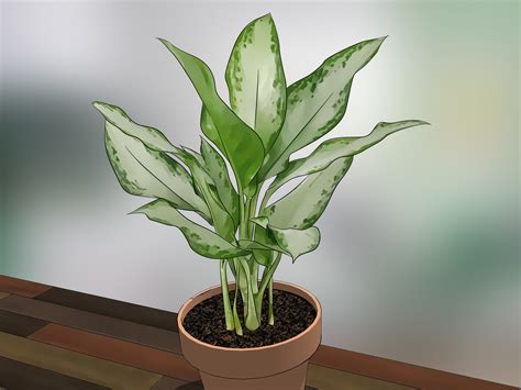 How to Care for Indoor Plants: 15 Steps (with Pictures) - wikiHow