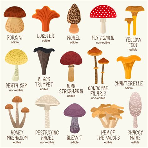 Poisonous Lawn Mushroom Types [Edible vs. Toxic Mushroom Guide ...