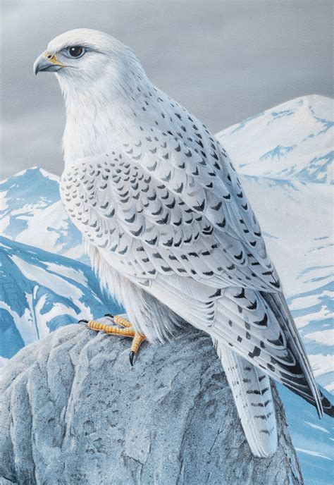 White Gyrfalcon