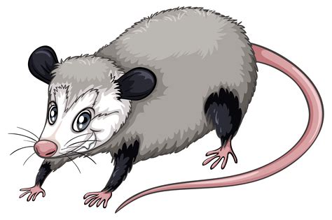 Opossum Vector Art, Icons, and Graphics for Free Download