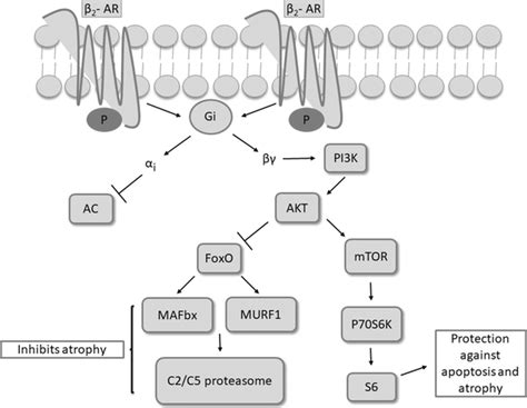 Schematic representation of the beta 2-adrenergic receptor (β2-AR)-Gi ...