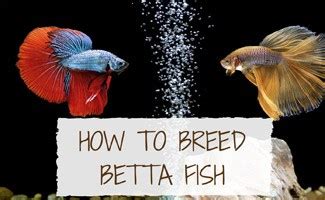 How to Breed Betta Fish Guide - Earth's Friends