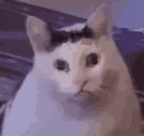 Bruh Meme GIF - Bruh Meme Cat - Discover & Share GIFs