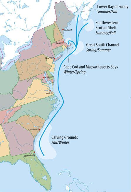 right whale, migration, map, distribution | Whale migration, Whale ...