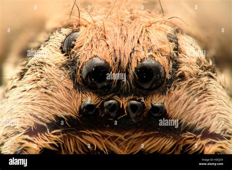 Extreme magnification - Wolf spider eyes, arrangement Stock Photo - Alamy