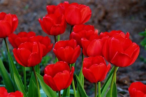 Bunga Tulip Merah Putih