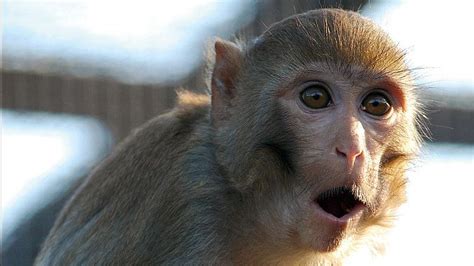 Rhesus macaque - Alchetron, The Free Social Encyclopedia