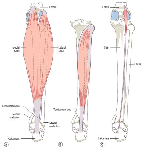 Anatomy Of The Calf Muscle - CoreWalking