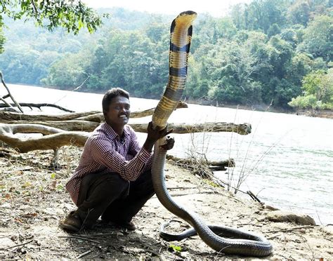 A Monster King Cobra the longest venomous snake in the world. : r ...