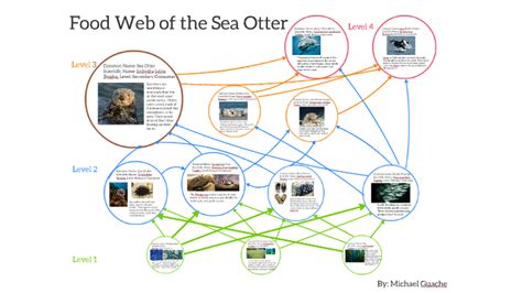 Food Web Sea Otter Food Chain