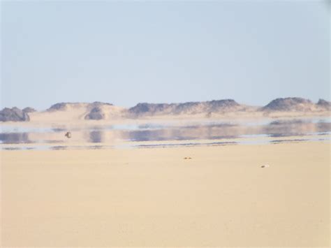 desert mirage - Google Search | Saguaro, Dry climates, Optical illusions