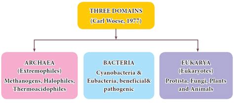 Three Domains of life