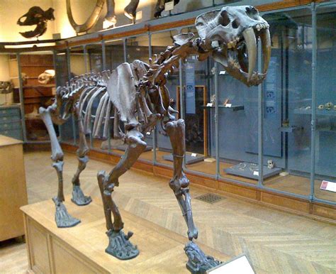 Smilodon Facts For Kids & Adults: Prehistoric Animal Info & Pictures