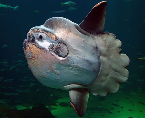 Mola (rod) – Wikipedie