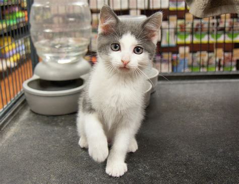 Grey White Kitten Cat Sitting Portrait Cute Pet Pets Photograph by ...