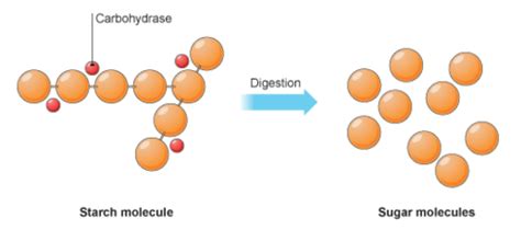 Enzymes Used in Digestion Flashcards | Quizlet