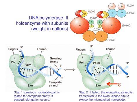 PPT - Mutation and DNA Repair PowerPoint Presentation, free download ...