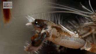 Shrimpoluminescence: Why Snapping shrimps are amazing : Both the Mantis ...