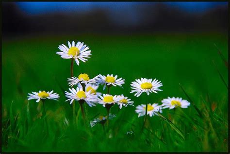 Flower Garden | Daisy love, Daisy, Sunflowers and daisies