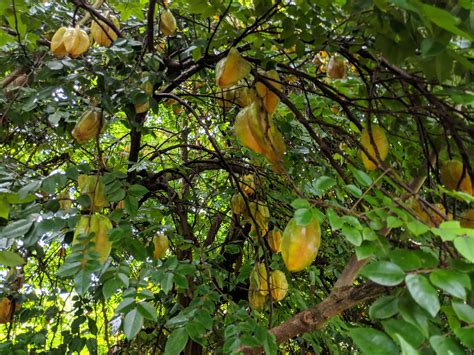 Starfruit Tree Care Guide: Growing Unique Tropical Fruit | Plantly