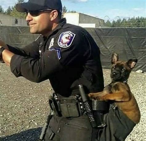 Excellent training Military Working Dogs, Military Dogs, K9 Dogs, Dogs ...