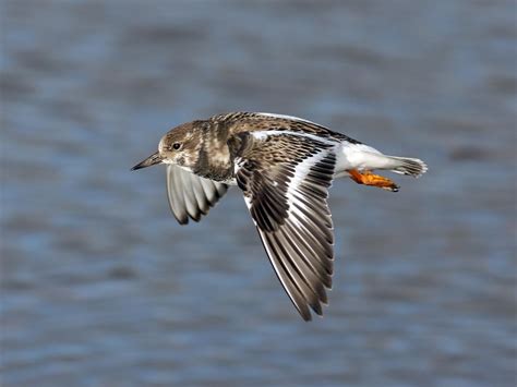 Ruddy Turnstone Bird Facts (Arenaria interpres) | Birdfact