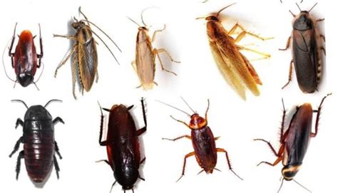 9 Common Types of Cockroaches Species In the US: Identification Tips ...