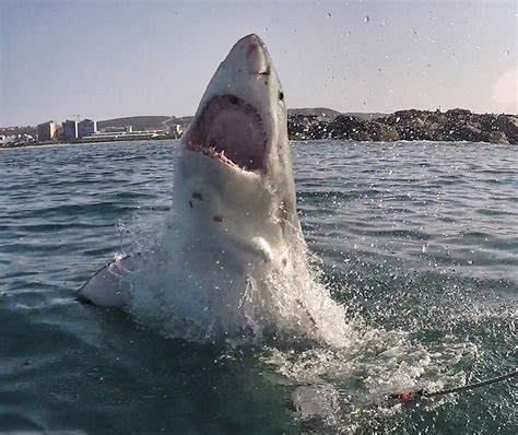 Photo gallery: 4 fascinating behaviors of great white sharks and what ...