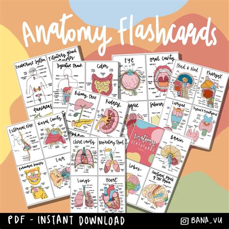 Complete Anatomy Flashcards PDF - Etsy | Anatomy flashcards, Nursing ...