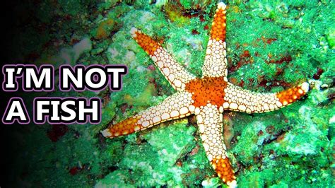 Sea Star facts: aka Starfish Facts | Animal Fact Files - YouTube