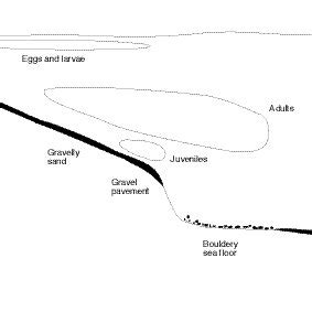 Life history stages of Atlantic cod versus habitat requirements as ...