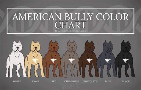 American Bully Colors Outlet Online | rbk.bm