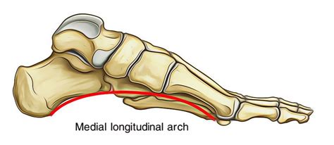 Arches of the Foot – Earth's Lab