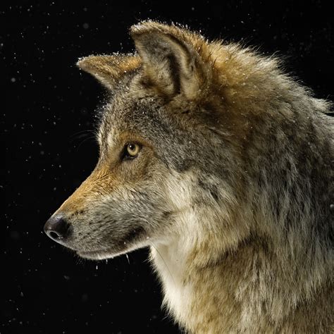 Wolf | National Geographic | Mexican gray wolf, Wolf pictures, Grey wolf