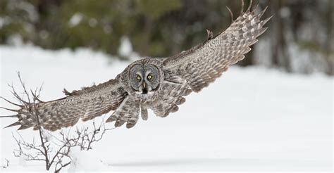 great gray owl flying | Great grey owl, Owl flying, Animals