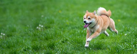 How to Train a Shiba Inu to Come | Wag!