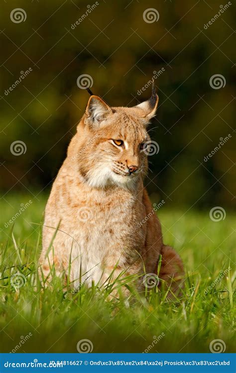 Wild Cat Lynx in the Nature Meadow Habitat. Eurasian Lynx in the Field ...