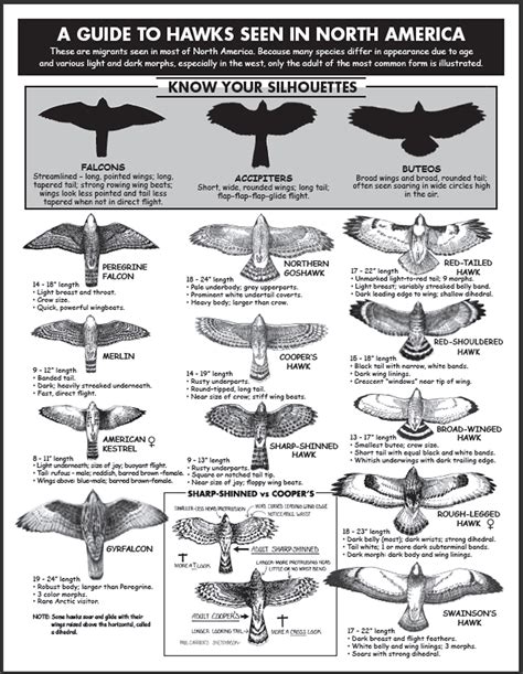 Hawk ID - Detroit River Hawk Watch