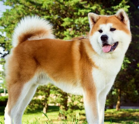 Akita Puppies | Breed Info | Animal Kingdom | Puppies N Love