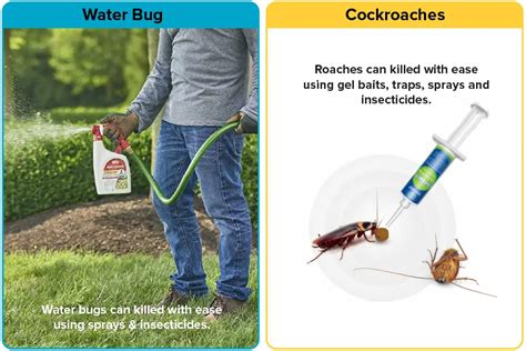 Water Bug vs. Roach [15 Differences] | APB