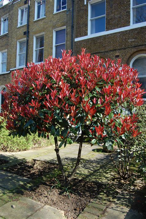 Photinia Red Robin 10" Pot - Hello Hello Plants & Garden Supplies