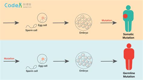 Somatic Mutation and Germline Mutation in Cancer | Codex Genetics