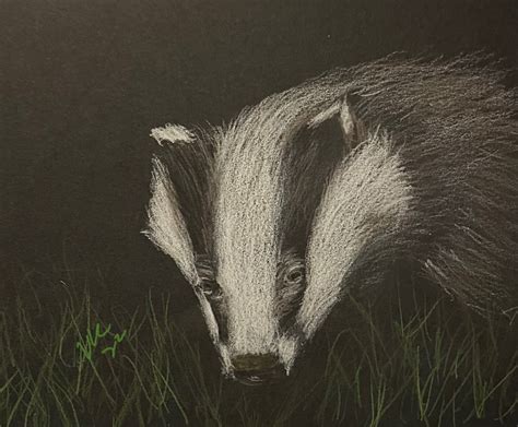 Badger drawings · Sketch a Day