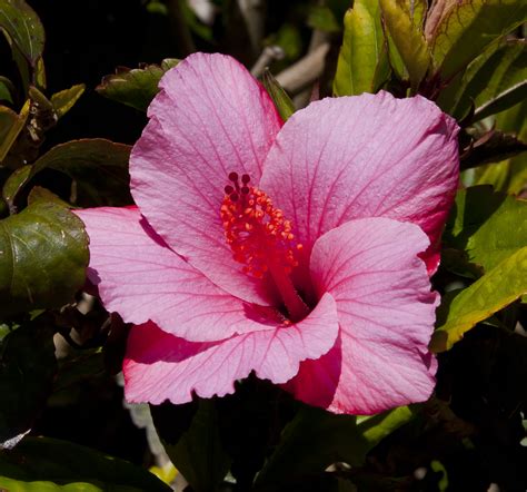 Hibiscus rosa-sinensis - Wikiwand