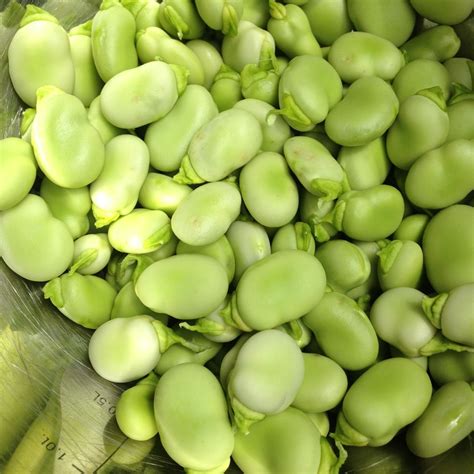 Fava Beans (Broad Beans) Recipes & Growing | Family Food Garden