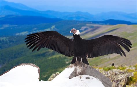 Andean Condor Facts, Range, Habitat, Adaptations, Pictures