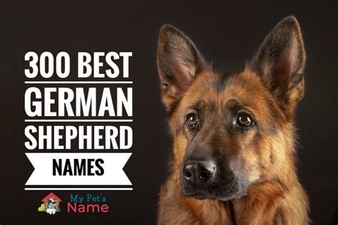 German Shepherd Names: 300 Best Names for GSDs | My Pet's Name