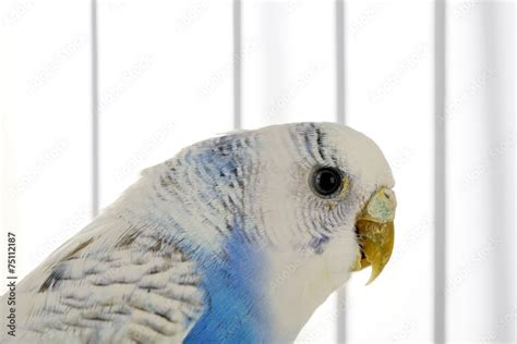 Cute blue budgie in cage on white background Stock Photo | Adobe Stock