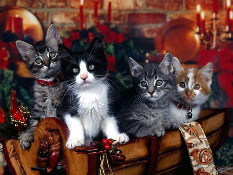 Cute Christmas Kittens (26 pics) – 1Funny.com